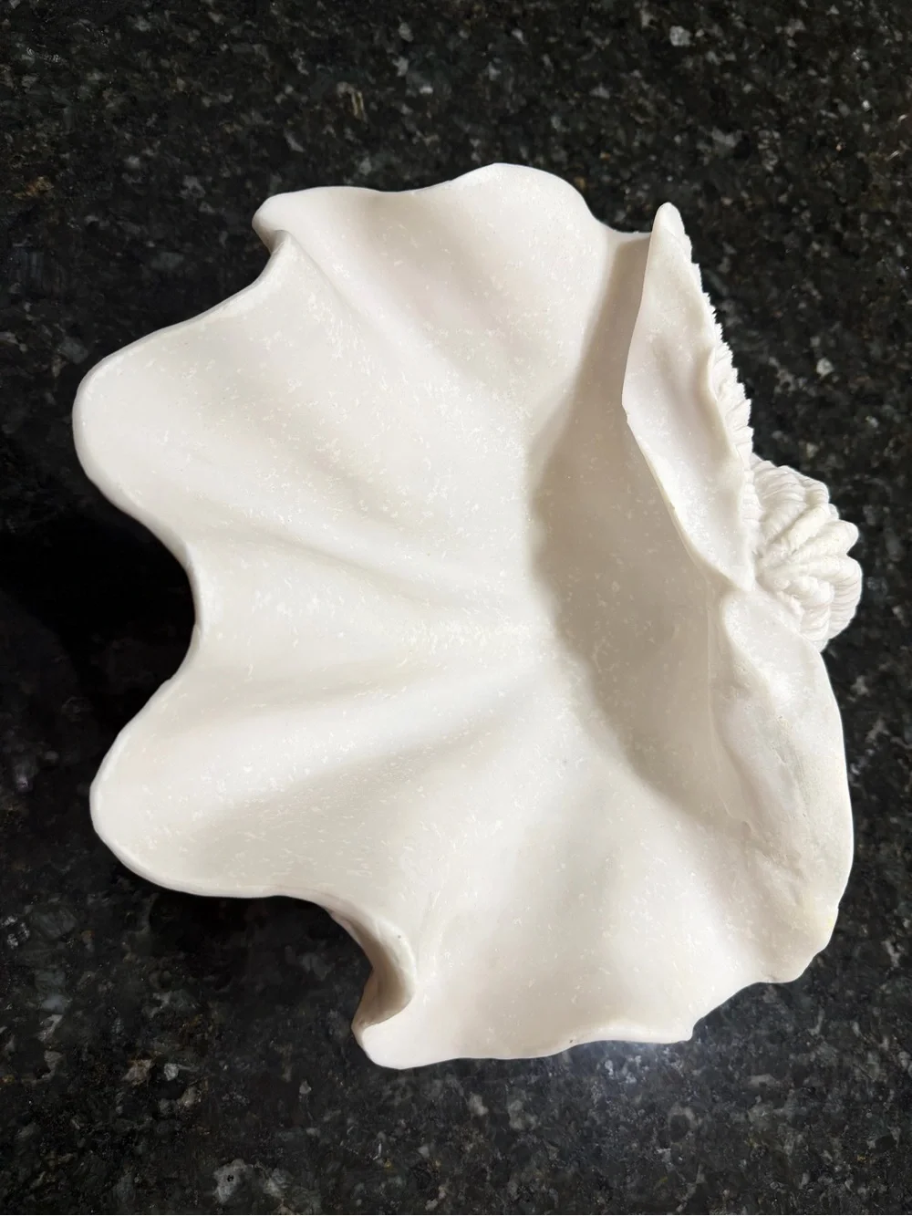Sculptural White Giant Clam Shell Decorative Bowl Coastal Decor